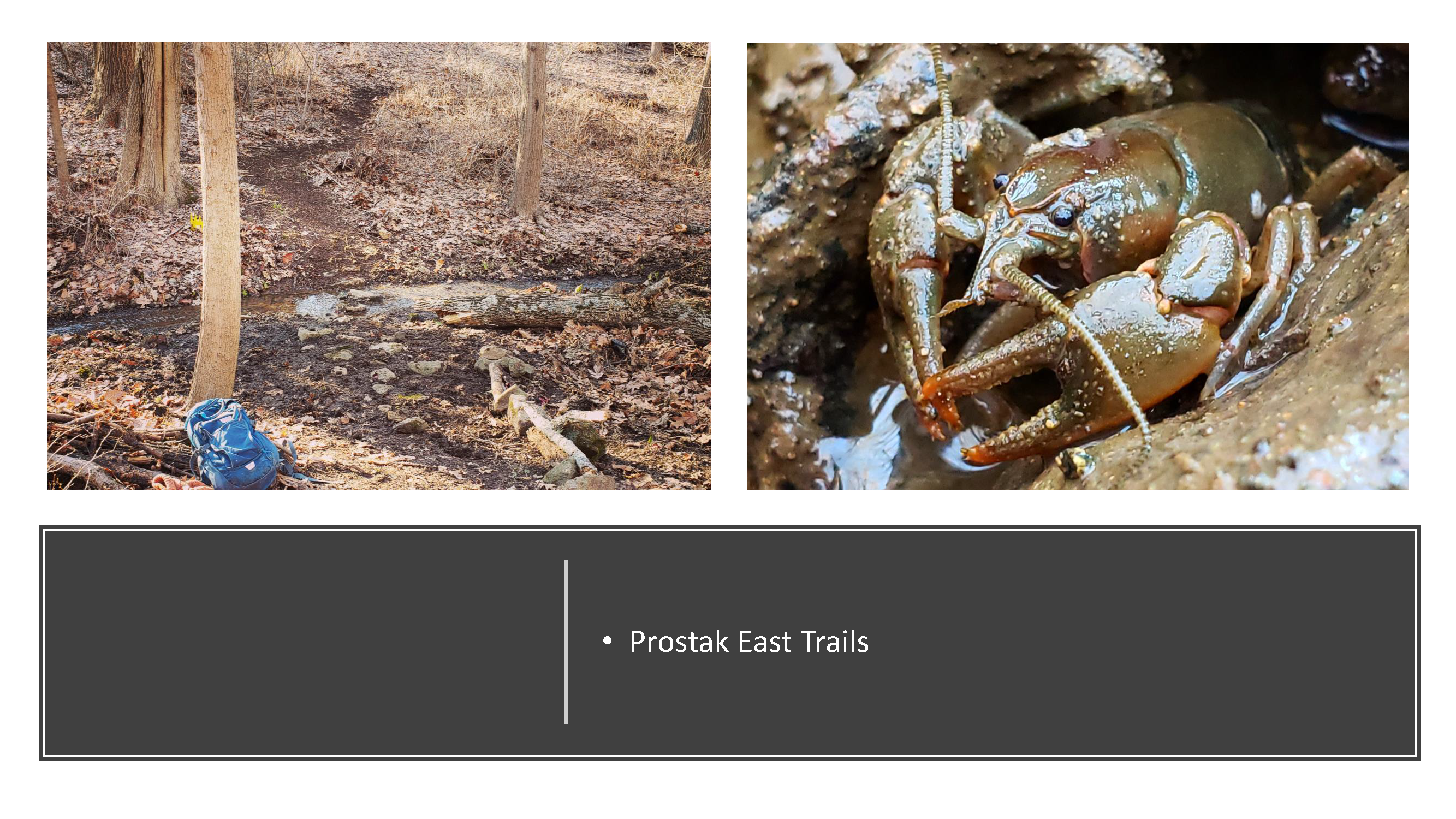 prostak east trails